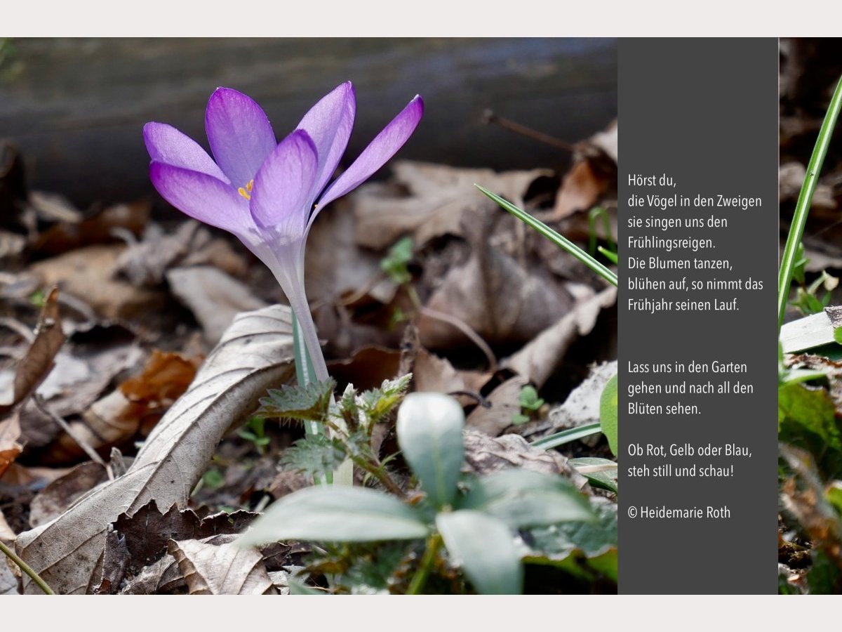 Krokus