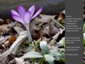 Krokus
