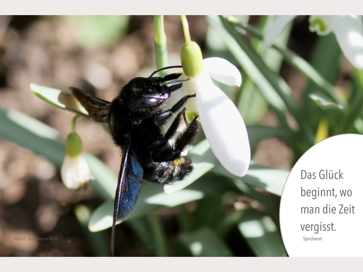 Schwarze Holzbiene auf Schneeglöckchen