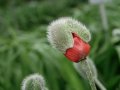Der Mohn blüht auf