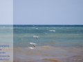 Möwen spielen im Wind 